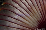 Anamobaea-orstedii Ver fendu tubicole-Bonaire Buddy reef-14m-20180219-Denis-ADER-C_6943-1_tn